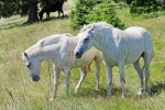 Kosovo - Bjeshkët e Nemuna National Park